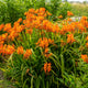 Orange Firestarter crocosmia flowers with green leaves in a natural setting