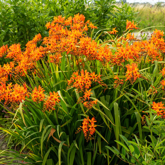 Orange Firestarter crocosmia flowers with green leaves in a natural setting