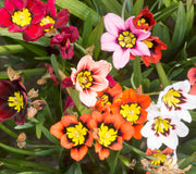 Colorful sparaxis flowers with yellow centers on a green leafy background