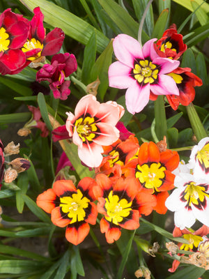 Colorful sparaxis flowers with yellow centers on a green leafy background