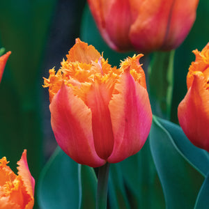 Close-up of a orange/pink ORANGE PASSION tulip with blurred orange tulips in the background