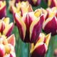 Close-up of a red and yellow gavota tulip with blurred background