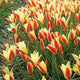 Close-up of red and yellow Tinka tulips with green leaves in the background
