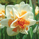 Close-up of a white and orange Replete daffodil flower with green leaves in the background.