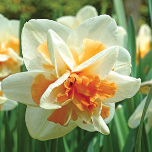 Close-up of a white and orange Replete daffodil flower with green leaves in the background.