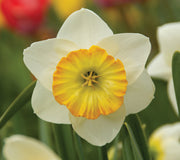 Close-up of a white/yellow happy smiles daffodil with a yellow center in a garden setting.