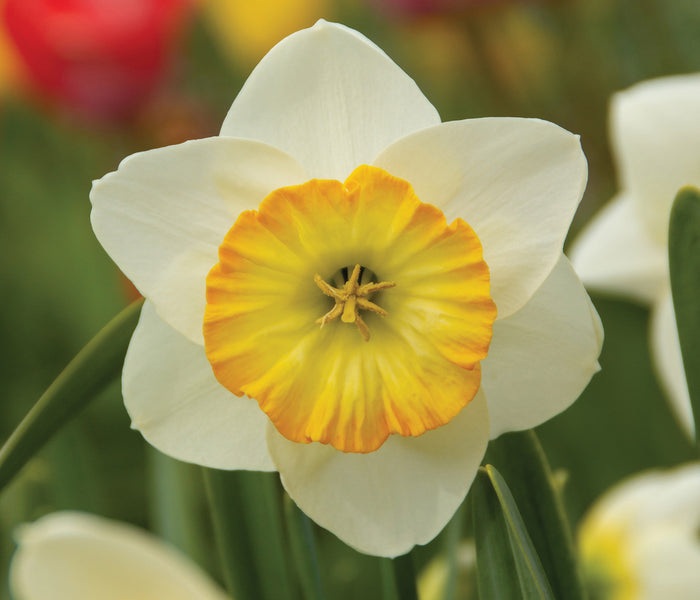 Close-up of a white/yellow happy smiles daffodil with a yellow center in a garden setting.