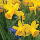 Close-up of yellow Tête-à-Tête' daffodils with a blurred background