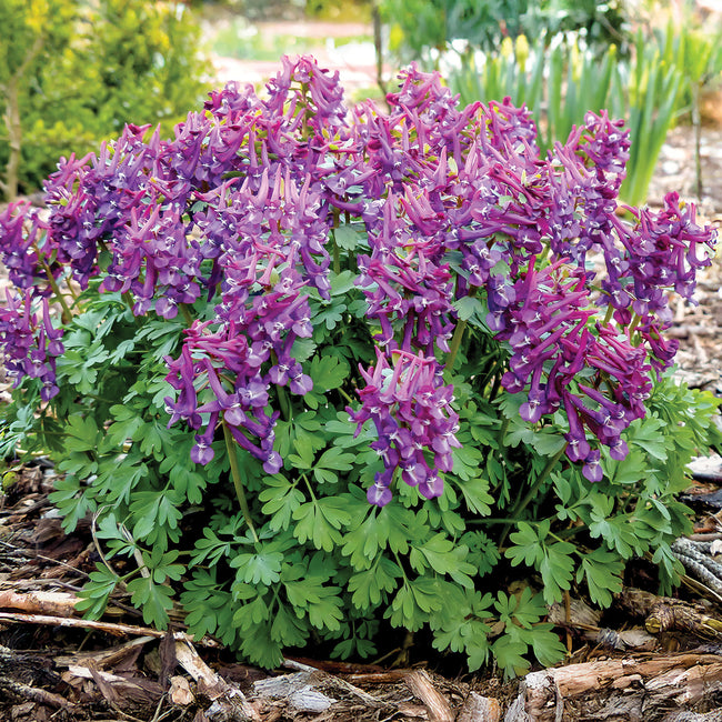 Cluster of Purple Bird corydalis flowers with green leaves in a garden setting