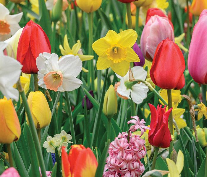 Colorful tulips and daffodils in a garden setting