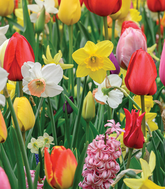 Colorful tulips and daffodils in a garden setting