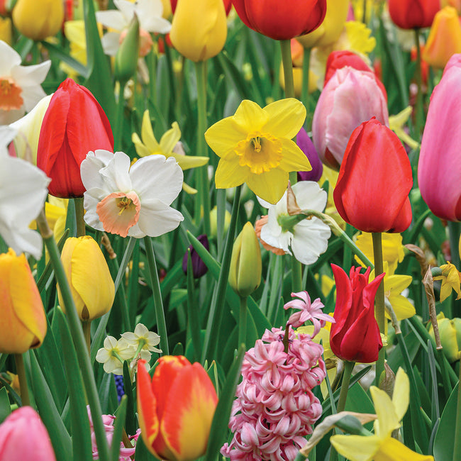 Colorful tulips and daffodils in a garden setting