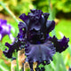 All Night Long Iris Bulb