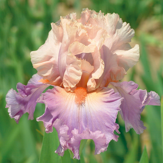 Discovered Treasure Iris Bulb