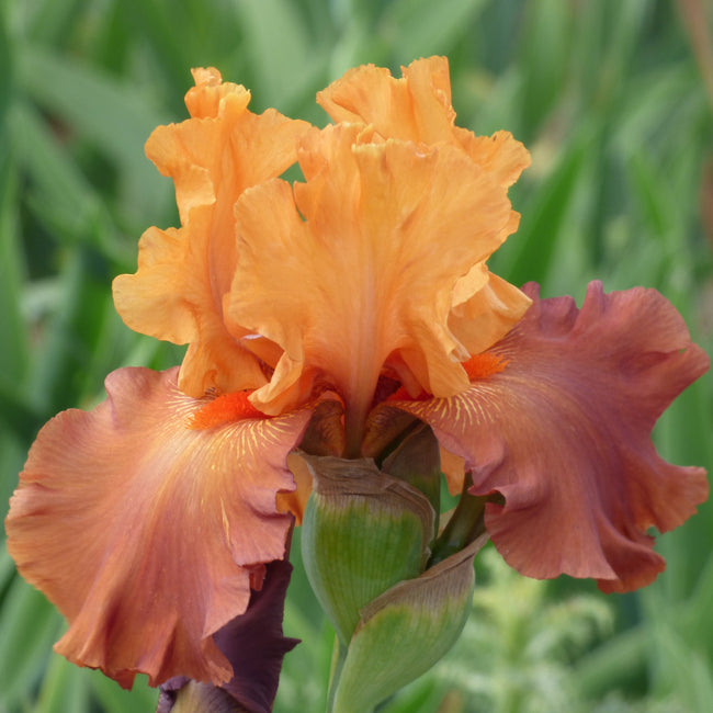 Lovely Senorita Iris Bulb