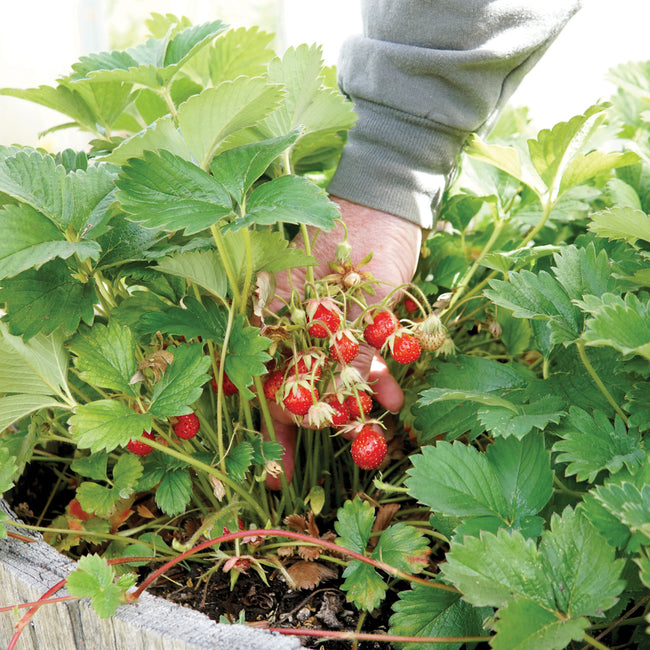 Close-up of Marshall strawberry plant showing clusters of ripe red berries and green leaves on soil background