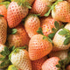 FLAMINGO-STRAWBERRY