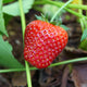 Close-up of Albion strawberry showing a large glossy ripe red berry with seeds and green calyx against a leafy garden background