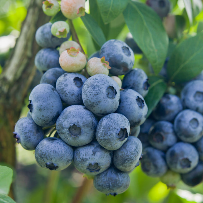 Close-up of Bluecrop blueberry plant showing a cluster of ripe light-blue berries among green leaves