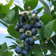 Bunch of jewel blueberries on a branch with green leaves against a blue sky.