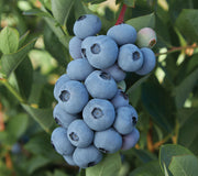 Close-up of Blue Ribbon blueberry cluster showing ripe blue berries on a leafy bush