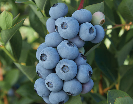 Close-up of Blue Ribbon blueberry cluster showing ripe blue berries on a leafy bush