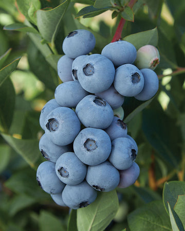 Close-up of Blue Ribbon blueberry cluster showing ripe blue berries on a leafy bush