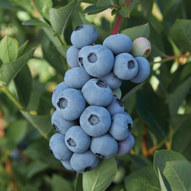 Close-up of Blue Ribbon blueberry cluster showing ripe blue berries on a leafy bush