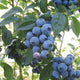 SPARTAN-BLUEBERRY