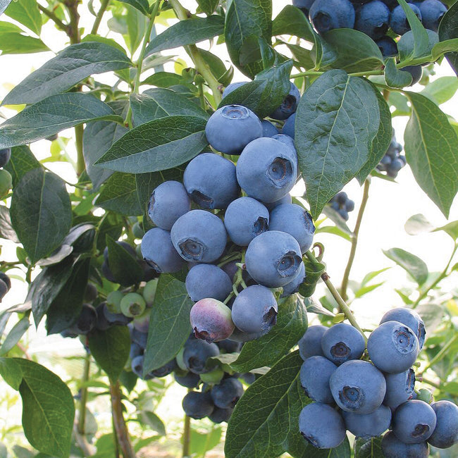 SPARTAN-BLUEBERRY