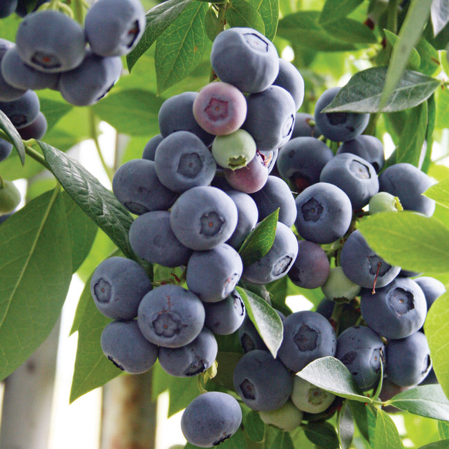 LEGACY-BLUEBERRY