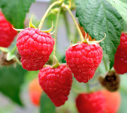 Close-up of Bababerry raspberry canes showing large sweet red berries and green leaves against a soft-focus garden background