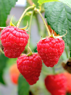Close-up of Bababerry raspberry canes showing large sweet red berries and green leaves against a soft-focus garden background