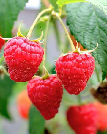 Close-up of Bababerry raspberry canes showing large sweet red berries and green leaves against a soft-focus garden background