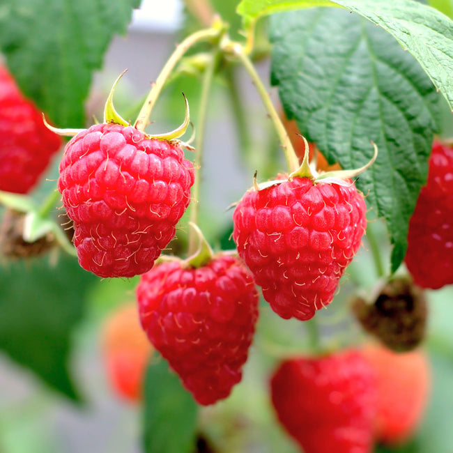 Close-up of Bababerry raspberry canes showing large sweet red berries and green leaves against a soft-focus garden background