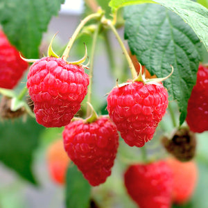 Close-up of Bababerry raspberry canes showing large sweet red berries and green leaves against a soft-focus garden background