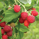 Close up of Caroline Everbearing raspberry cane showing clusters of ripe red berries and green leaves on blurred background