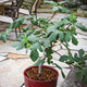 Front view of Fignomenal dwarf fig tree showing multiple green figs on branches in a red pot on a stone patio
