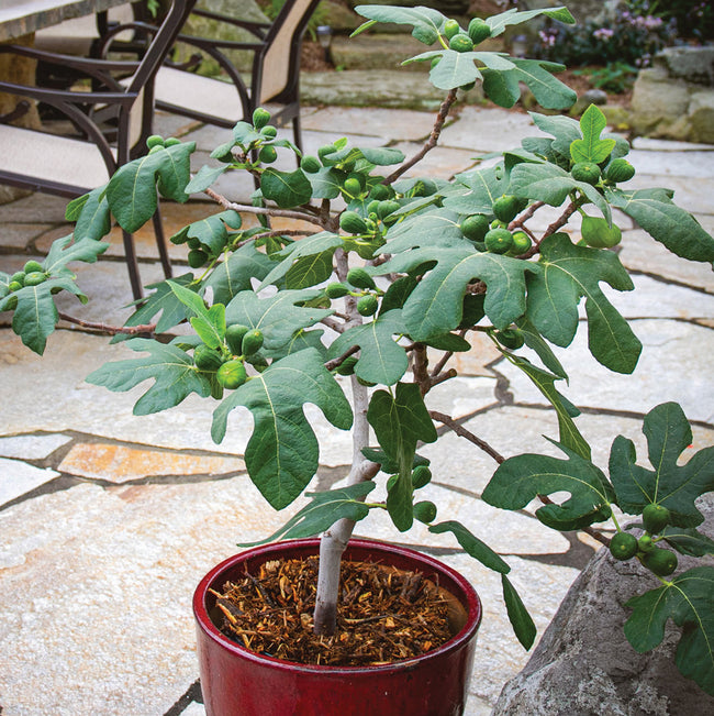 Front view of Fignomenal dwarf fig tree showing multiple green figs on branches in a red pot on a stone patio