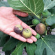Close-up of Fignomenal dwarf fig showing three ripe brown-green figs held in a hand with broad fig leaves