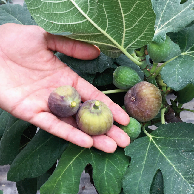 Close-up of Fignomenal dwarf fig showing three ripe brown-green figs held in a hand with broad fig leaves
