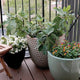 Front view of Fignomenal dwarf fig tree showcasing large lobed leaves in a textured ceramic pot on a balcony deck with companion flowering pots