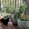 Front view of Fignomenal dwarf fig tree showcasing large lobed leaves in a textured ceramic pot on a balcony deck with companion flowering pots