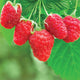 Close-up of Crimson Giant raspberry cluster showcasing large bright red berries with green leaves background