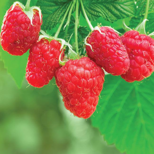 Close-up of Crimson Giant raspberry cluster showcasing large bright red berries with green leaves background