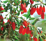 Close-up of goji berry plant showing clusters of ripe red berries and green leaves on branches