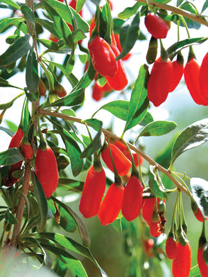 Close-up of goji berry plant showing clusters of ripe red berries and green leaves on branches