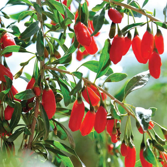 Close-up of goji berry plant showing clusters of ripe red berries and green leaves on branches