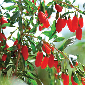 Close-up of goji berry plant showing clusters of ripe red berries and green leaves on branches