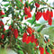 Close-up of goji berry plant showing clusters of ripe red berries and green leaves on branches
